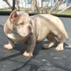 American bully 