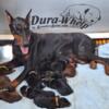 AKC EUROPEAN DOBERMAN PUPPIES