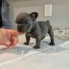 French Bulldog Puppies