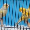 Yellow Opal Canaries available