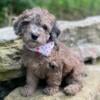 Mini Toy Poodle Puppies