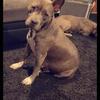 4 year old female blue APBT with papers