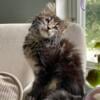 Maine Coon Kittens