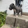 American Bully puppies for Sale, only 2 left