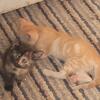Orange and yellow tabby kittens