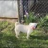 Female pink pug