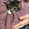 Kittens Re-homing 