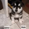 AKC Alaskan Malamute Puppies