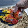 Scarlet Macaw baby super sweet loves cuddles