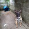 Belgian Malinois to be rehomed