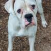 WHITE FEMALE BOXER READY FOR NEW HOME