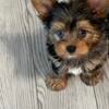 Exotic Colored Yorkie