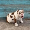 Merle Micro bully female