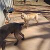 Cane Corso Puppies For Sale