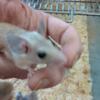 Egyptian Spiny Mice Acomys