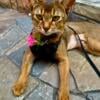 Abyssinian cat for sale