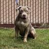 XL Lilac Tri Bully Stud