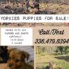 CKC Male  Yorkie Puppy