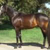 $11,500  OTTB Stallion 'Niagara Falls' sired = 'Giants Causeway' (3M earnings) Ca 5 (Temecula, CA area)