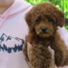 Beautiful Miniature F1b Goldendoodles/Mini Teddybear Goldendoodles