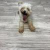 Toy poodle