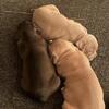 Pocket bullies pups