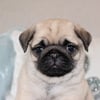 PUG PUPPIES JUST BORN - BOSTON AREA