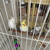 3 beautiful cockatiels FLORIDA