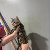 Bengal females