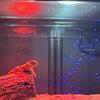 Yellow Niger Uromastyx