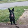 German shepherd black lab 6 month old puppy