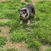 English Bulldog