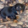 CKC Adorable Miniature Dachshund Puppies!  Ready for  Forever Home!