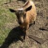 Nigerian Dwarf Doe