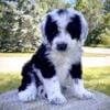 Sheepadoodle Puppy/ Light Blue Boy