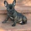 Female French bulldog puppy - Dior