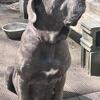 ICCF Cane Corso puppies