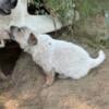 Heeler puppies for sale