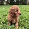 Red F1 Goldendoodles