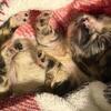 french bulldogs