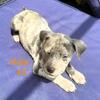 ASSORTED  MERLE TRI  PUP AVAILABLE  GIOVANNI 917 542 1418