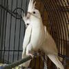 3 baby weaned cockatiels
