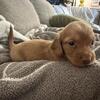 Red Longhaired Miniature Dachshund Male
