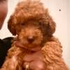 AKC Miniature Poodles 