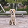 AKC English Cream Golden Retriever Puppies
