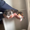 Maincoon kittens!!