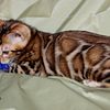 Bengal kittens-TICA registered cattery!