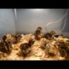 baby coturnix quail just hatched