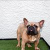 French Bulldog for rehoming