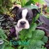 Boston Terrier puppies